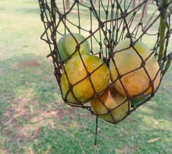 Bangladeshi Himsagar Mango 5 pcs 1200-1450 gm | Buy Online