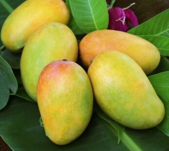 Indian Kesar Mangoes 6 Pcs