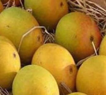 Bangladeshi Harivanga  Sweet Mangoes 950-1100g