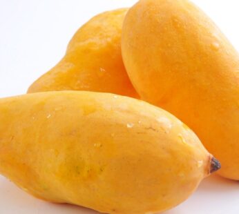 ALISHA Sweet Sindry Mangoes 1300gm