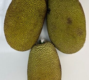 Green Jack Fruit ( For Cooking) 650-800g Piece