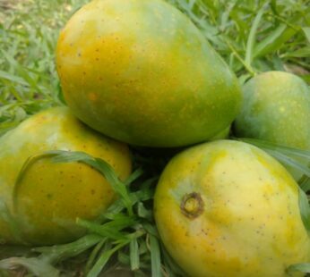 Buy Langra Mango | ল্যাংড়া আম (950g-1100g)