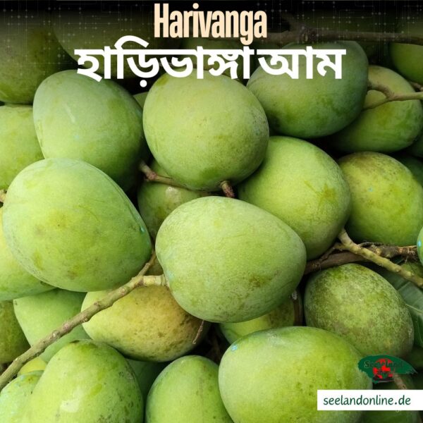 Bangladeshi Harivanga Mango | বাংলাদেশি হাড়িভাঙ্গা আম | 4800g -5000g