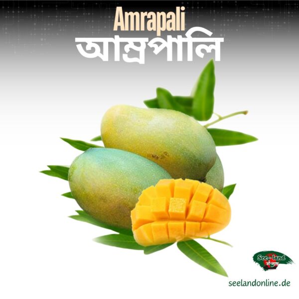 Bangladeshi Amrapali Mango | বাংলাদেশি আম্রপালি আম | 4800g 5000g