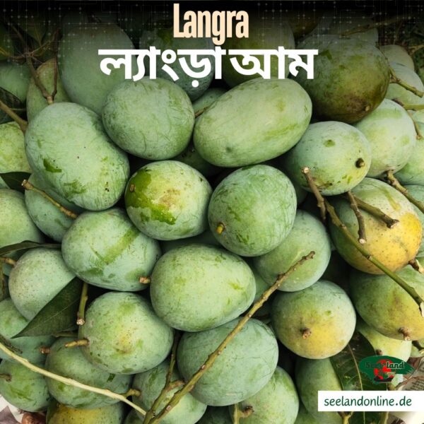 Bangladeshi Langra Mango | বাংলাদেশি ল্যাংড়া আম | 4800g -5000g