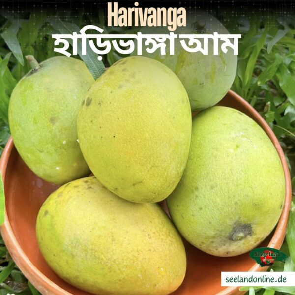 Bangladeshi Harivanga Mango | বাংলাদেশি হাড়িভাঙ্গা আম | 4800g 5000g