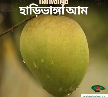 Bangladeshi Harivanga Mango | বাংলাদেশি হাড়িভাঙ্গা আম | 10 kg pack