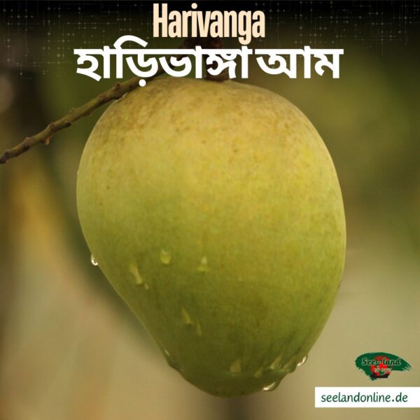 Bangladeshi Harivanga Mango | বাংলাদেশি হাড়িভাঙ্গা আম | 10 kg pack